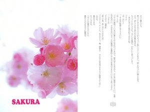 [RJ251794] (BLUE MOON) SAKURA