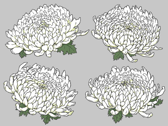 白い菊の花6種 イラスト素材 線画と着色済み