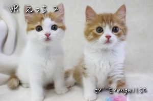 [RJ01436616] (Evangelist ASMR) 
【完全生音濃密密着SEX】VR ■ えっち2